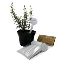 Placa Identificadora de Plantas e Sabores de Plástico (50und) - Printable