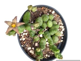 Planta Acleps Piaranthus punctatus - Suculentas e Cia Sc
