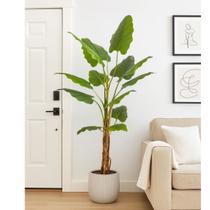 Planta Alocásia Odora Premium Arvore Premium 1.7m Grande Planta Alocásia Odora Premium Arvore Premium 1.7m Grande