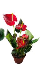 Planta Anturio Vermelho Verniz Adulto Pote 19 Natural