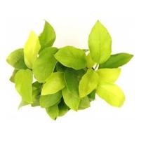 Planta Anubias Barteri Nana-petite Golden Chácara Takeyoshi
