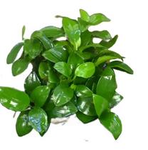 Planta AnubiasNana-petite - Chácara Takeyoshi Planta AnubiasNana-petite - Chácara Takeyoshi