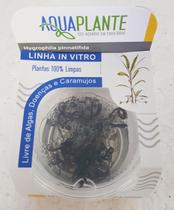 Planta aq hygrophila pinnatifida