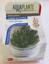 Planta aq rotala wallichii