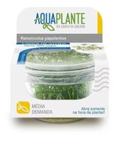 Planta Aquaplante Ranunculus Papulentus (planta Versátil)