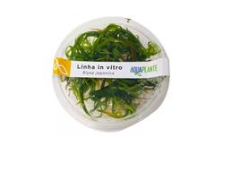 Planta Aquatica Blyxa Japonica In Vitro - Aquaplante