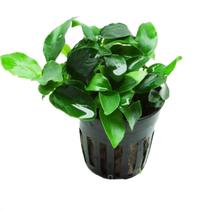 Planta Aquática KVITER Anubias Petite Viva Vaso 5 cm