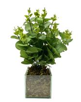 Planta Artificial Arranjo Folhagem Eucalipto Verde Vaso Vidro Decoração Mesa Bancada - JL FLORES ARTIFICIAIS