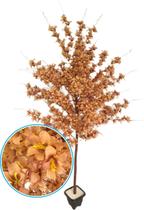 Planta Artificial Árvore LÍRIO CASTANHO com 1,60 metros de altura Planta Artificial Árvore LÍRIO CASTANHO com 1,60 metros de altura