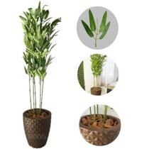 Planta Artificial Bambu Da Sorte com Vaso Polietileno Cores - Flores Imp