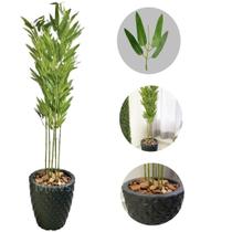 Planta Artificial Bambu Da Sorte com Vaso Polietileno Cores