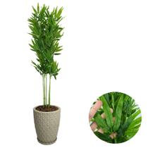 Planta Artificial Bambu Da Sorte com Vaso Polietileno Cores