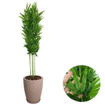 Planta Artificial Bambu Da Sorte com Vaso Polietileno Cores