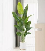 Planta Artificial Bananeira Viajante Real Toque Grande Com 1.80m, Plantas Artificias Decoração Para Casa. Planta Artificial Bananeira Viajante Real Toque Grande Com 1.80m, Plantas Artificias Decoração Para Casa.