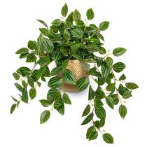 Planta artificial Briful Faux Watermelon Peperomia 45cm com vaso Planta artificial Briful Faux Watermelon Peperomia 45cm com vaso