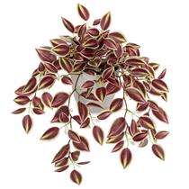 Planta artificial Briful Watermelon Peperomia Dark Red, 1 pacote Planta artificial Briful Watermelon Peperomia Dark Red, 1 pacote