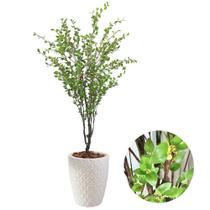 Planta Artificial Camélia Completa Com Vaso Oliveira Decor Planta Artificial Camélia Completa Com Vaso Oliveira Decor