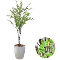 Planta Artificial Camélia Completa Com Vaso Oliveira Decor Planta Artificial Camélia Completa Com Vaso Oliveira Decor