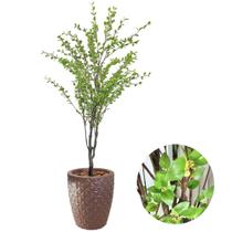 Planta Artificial Camélia Completa Com Vaso Oliveira Decor Planta Artificial Camélia Completa Com Vaso Oliveira Decor