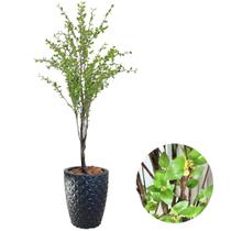 Planta Artificial Camélia Completa Com Vaso Oliveira Decor Planta Artificial Camélia Completa Com Vaso Oliveira Decor