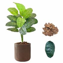 Planta Artificial Comigo Ninguém Pode + Vaso Bojo Decoração Planta Artificial Comigo Ninguém Pode + Vaso Bojo Decoração