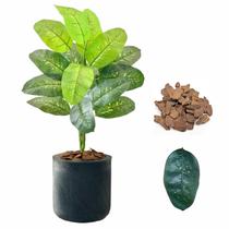 Planta Artificial Comigo Ninguém Pode + Vaso Bojo Decoração