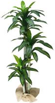 Planta Artificial de Sala Dracena Com 3 Hastes Arvore Real