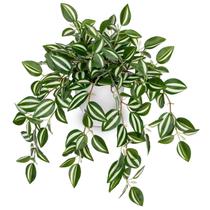 Planta Artificial en Maceta de Seda Briful 41 cm Peperomia Sandía Planta Artificial en Maceta de Seda Briful 41 cm Peperomia Sandía