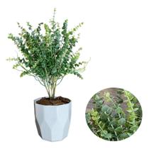 Planta Artificial Eucalipto Com Vaso Diamante Completo