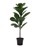 Planta Artificial Ficus Lirata Just Home Collection