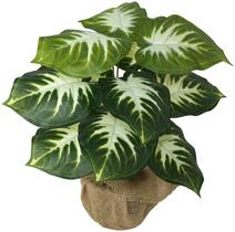 Planta Artificial Folhagem comigo ninguém pode 12 folhas 53cm Planta Artificial Folhagem comigo ninguém pode 12 folhas 53cm