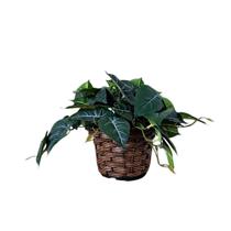 Planta Artificial Folhagem Jibóia Pronta No Vaso Bem Cheio Planta Artificial Folhagem Jibóia Pronta No Vaso Bem Cheio