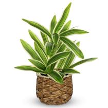 Planta artificial GNFlus Dracaena em vaso de tecido de 32 cm para casa