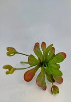 Planta artificial suculenta - Rosa flores
