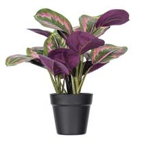 Planta Artificial Vickerman Calathea Roseopicta 16 cm con Maceta