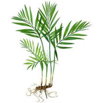 Planta árvore artificial para sala palmeira 76cm verde