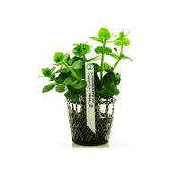 Planta Bacopa Rotundifolia - Chácara Takeyoshi