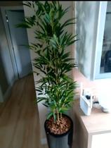 Planta bambu artificial 8 hastes 1 mt/sem o vaso