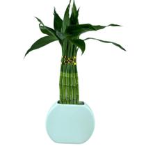 Planta Bambu Da Sorte 6 Hastes Vaso Meia Lua Cerâmica Branco