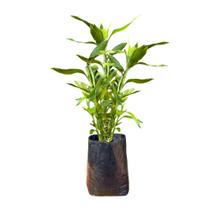 Planta Bambu da Sorte 70cm