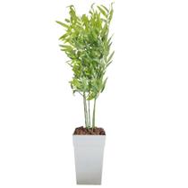 Planta Bambu Da Sorte Artificial Com Vaso Completo Arranjo