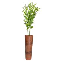 Planta Bambu da Sorte Bambuzinho Completo Vaso Grande Casca