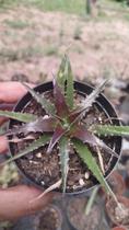 Planta Bromélia Dyckia pote 11 Planta Bromélia Dyckia pote 11
