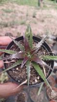 Planta Bromélia Dyckia pote 9