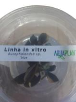 Planta Bucephalandra Sp. Red Aquaplante In Vitro