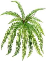 Planta Buque Samambaia 75cm Longa Verde Folhagem Muro Inglês