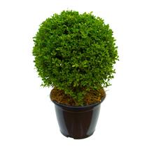 Planta Buxinho Pequeno 40cm - AgroJardim
