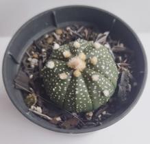 Planta Cacto Astrophytum Asterias pote 11cm