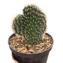 Planta cacto cleistocactus cristata (rabo de sereia) pt 11