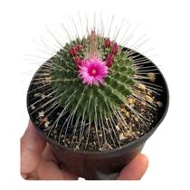 Planta Cacto Mammillaria Picus pt9